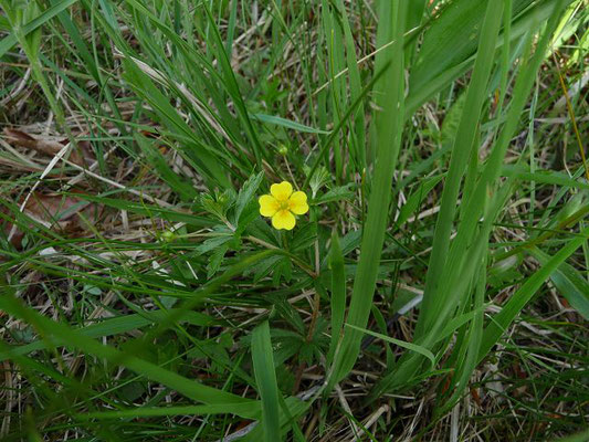 Potentilla erecta / Blutwurz, Tormentill    V-VIII