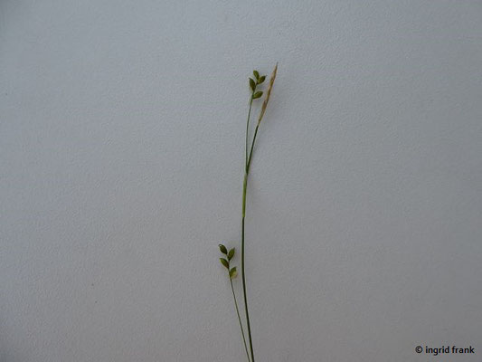 Carex alba / Weiße Segge    (02.06.2019; Weissenbronnen, Elfenweiher oder Süh, Altdorfer Wald)