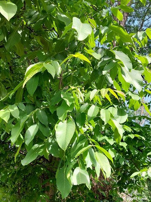 Juglans regia / Nussbaum (12.05.2026; Trentino, Valsugana)