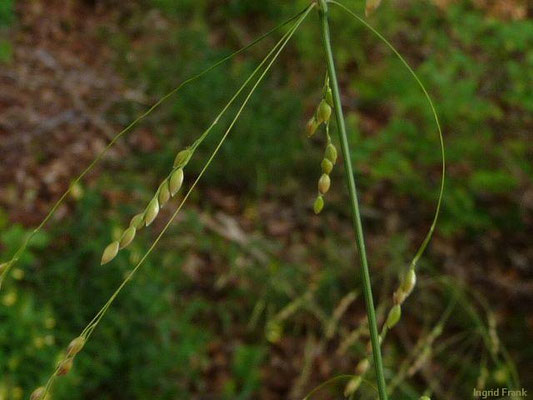 Wald-Flattergras, Waldhirse / Milium effusum