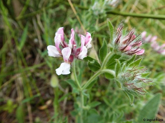 Dorycnium hirsutum / Behaarter Backenklee    (01.05.2019; Italien, Toskana, Halbinsel Monte Argentario)