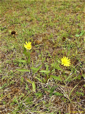 Buphthalmum salicifolium / Weidenblättriges Rindsauge  (25.08.2020)