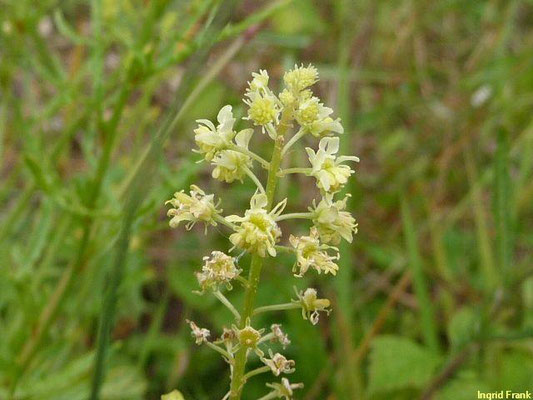 Reseda lutea / Gelbe Resede, Gelber Wau    V-IX