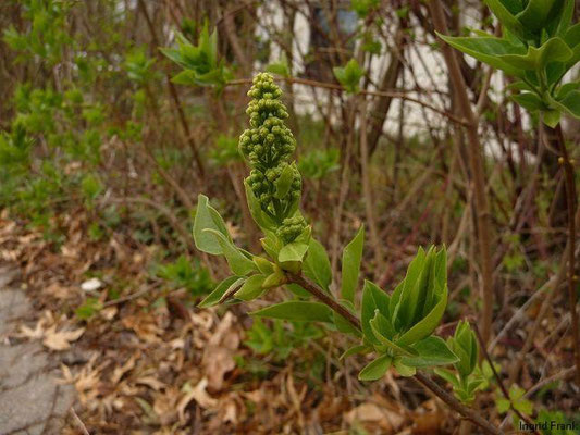 04.04.2012-Syringa vulgaris - Flieder