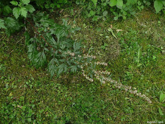 Artemisia vulgaris / Gewöhnlicher Beifuß