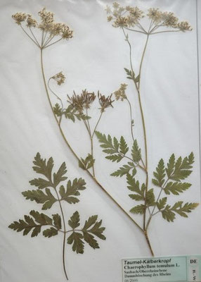 Chaerophyllum temulum / Taumel-Kälberkropf  (06/2006; Sasbach/Oberrheinebene) (Herbarium Dr. Wolf von Thun)