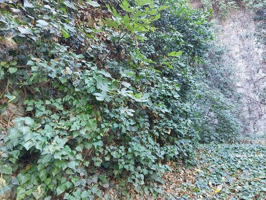 Ficus carica / Gewöhnlicher Feigenbaum