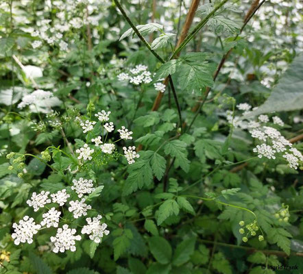 Chaerophyllum temulum / Taumel-Kälberkropf