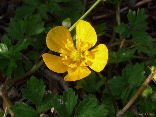 Ranunculus repens / Kriechender Hahnenfuß    V-VIII