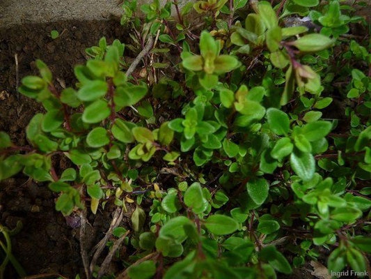 17.05.2010-Thymus pulegioides - Quendel, Feld-Thymian, Arznei-Thymian