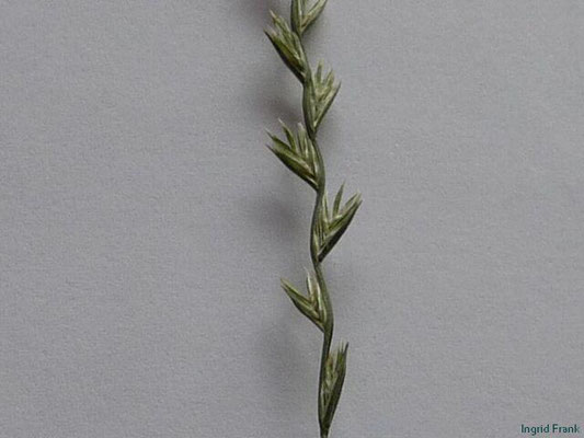 Lolium spec. (8 Arten)