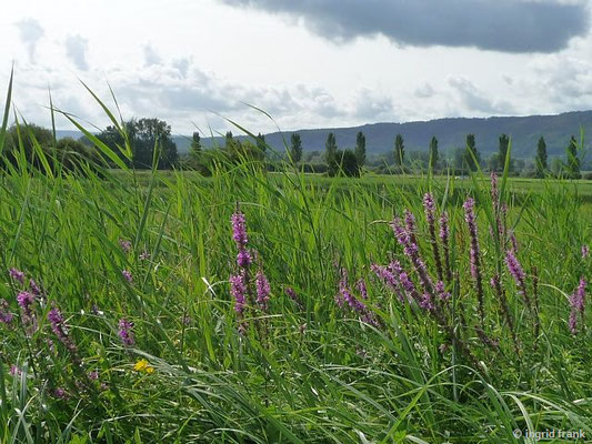 Lythrum salicaria - Blutweiderich