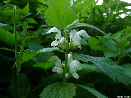 Lamium album / Weiße Taubnessel    IV-X