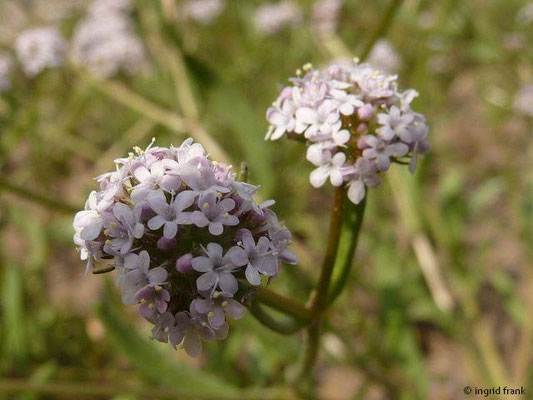 Valerianella coronata / Gekröntes Rapünzchen     V-VI    (Botanischer Garten Berlin)