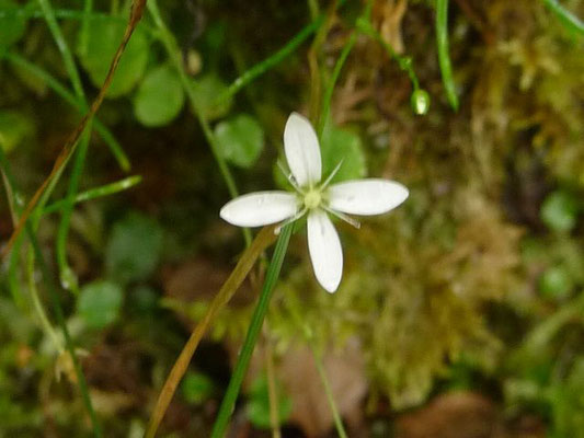 Moehringia muscosa / Moos-Nabelmiere