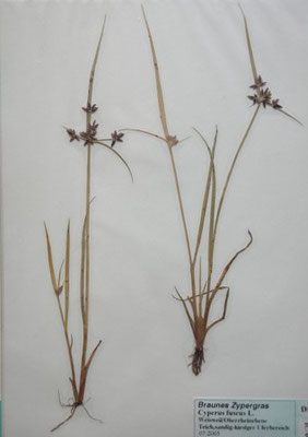 Cyperus fuscus / Braunes Zypergras    (Herbarium Dr. Wolf von Thun)