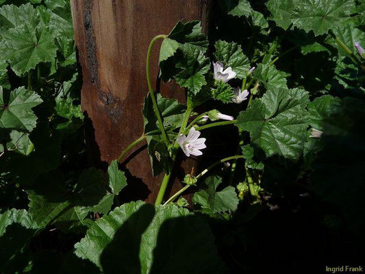 Malva neglecta / Weg-Malve:  in den gemäßigten Zonen heute weltweit verbreitet
