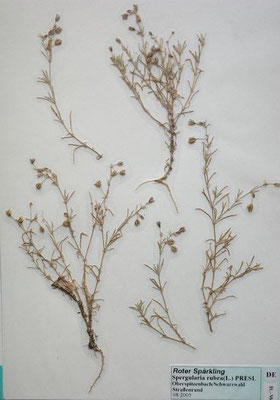 Spergularia rubra / Rote Schuppenmiere    V-IX    (Herbarium Dr. Wolf von Thun)