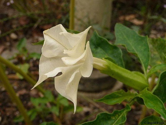 Datura stramonium / Weißer Stechapfel  V-X
