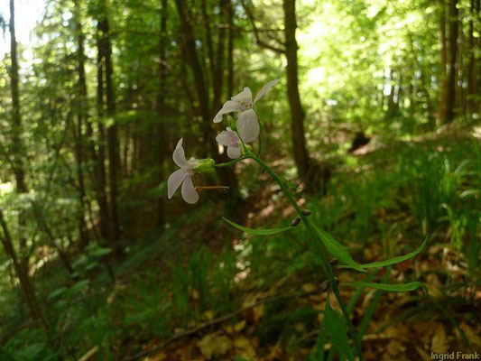 Cardamine bulbifera / Knöllchen-Zahnwurz