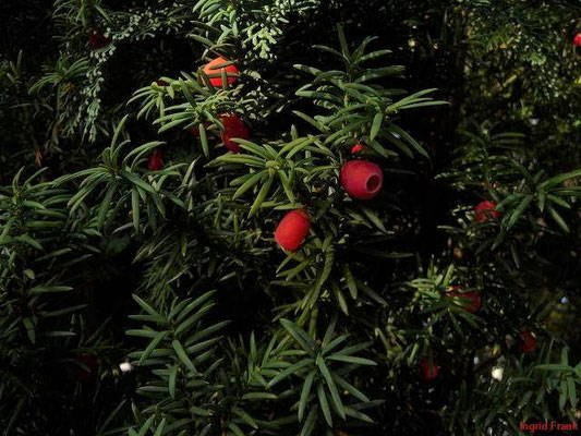 Taxus baccata / Gewöhnliche Eibe    III-V