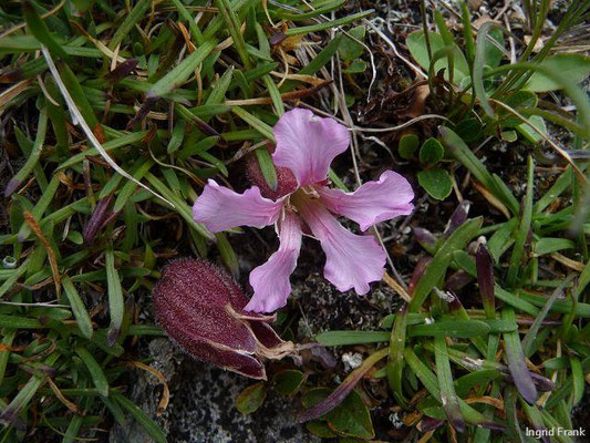 Saponaria pumila / Niedriges Seifenkraut  VII-VIII