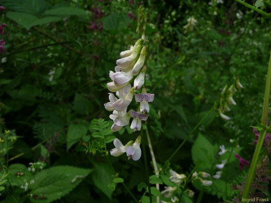Vicia sylvatica / Wald-Wicke