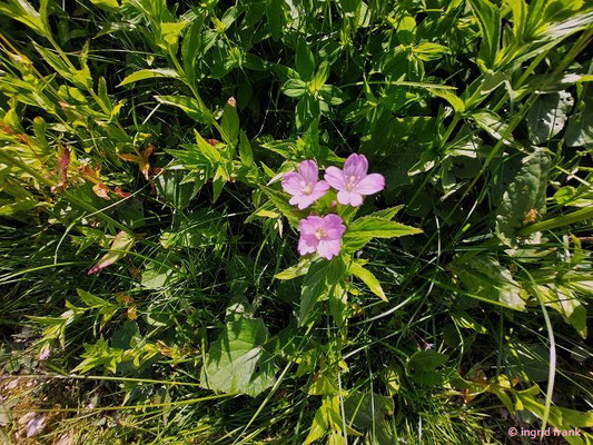 Epilobium alpestre / Quirlblättriges Weidenröschen