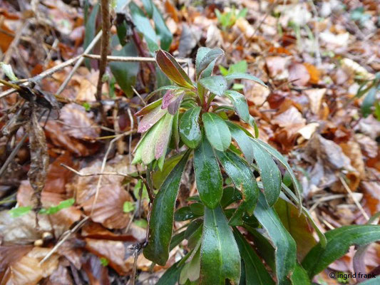 Euphorbia amygdaloides - Mandel-Wolfsmilch