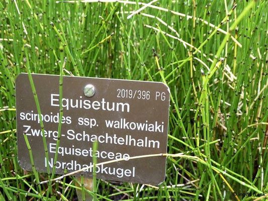 Equisetum scirpoides ssp. walkowiaki- Zwerg-Schachtelhalm   (30.07.22; Botanischer Garten der Universität Basel)