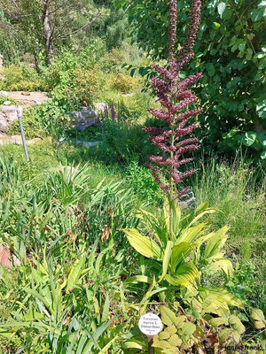 Veratrum nigrum / Schwarzer Germer  (10.03.2023; Botanischer Garten Frankfurt am Main)
