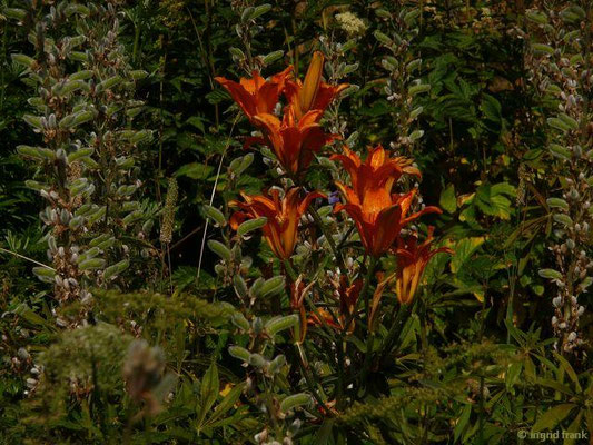 Lilium bulbiferum / Feuer-Lilie