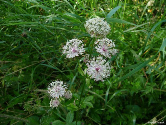 Astrantia major / Große Sterndolde    VI-VIII