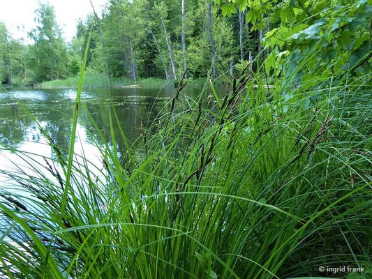 Carex elata / Steife Segge    (01.06.2019; Lochmoos, Altdorfer Wald)