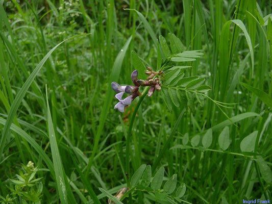 Vicia sepium / Zaun-Wicke    V-VIII
