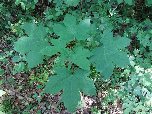 Acer pseudoplatanus / Berg-Ahorn