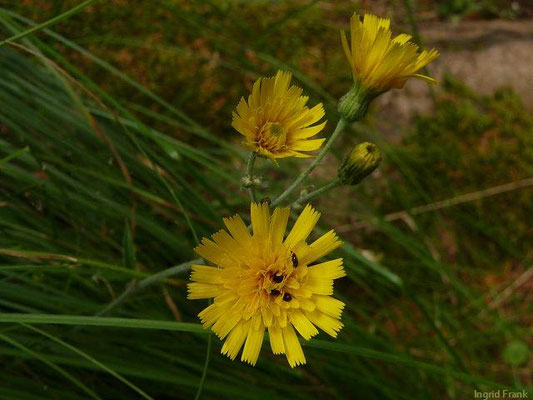 Hieracium lachenalii / Gewöhnliches Habichtskraut