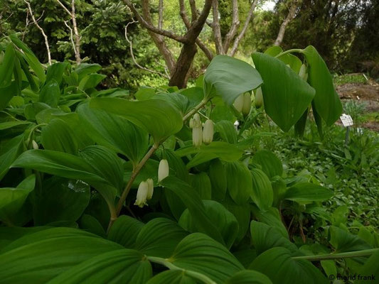 Polygonatum ovatum (08.05.2015; Botanischer Garten Dresden)