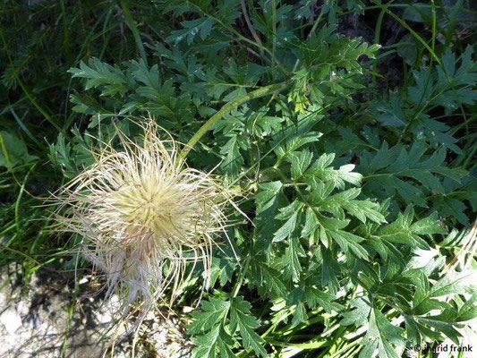 Pulsatilla alpina / Alpen-Anemone