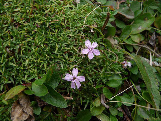 Silene acaulis - Stängelloses Leimkraut    VI-IX