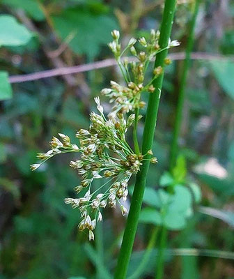Juncus effusus / Flatter-Binse