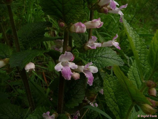 Melittis melissophyllum / Immenblatt