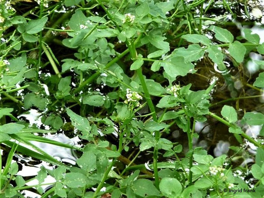 25.06.2017 - Im Kleinen Lautertal