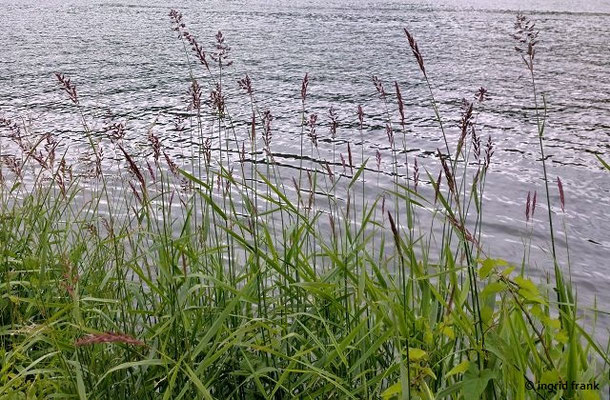 Phalaris spec. (15 Arten)