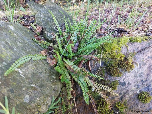 Asplenium trichomanes / Braunstieliger Streifenfarn (12.05.2026; Trentino, Valsugana)