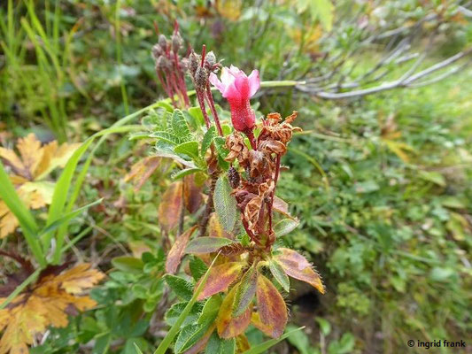 Rhododendron hirsutum / Bewimperte Alpenrose     (17.09.2019; Vorarlberg, Glatthorn im Bregenzerwaldgebirge)