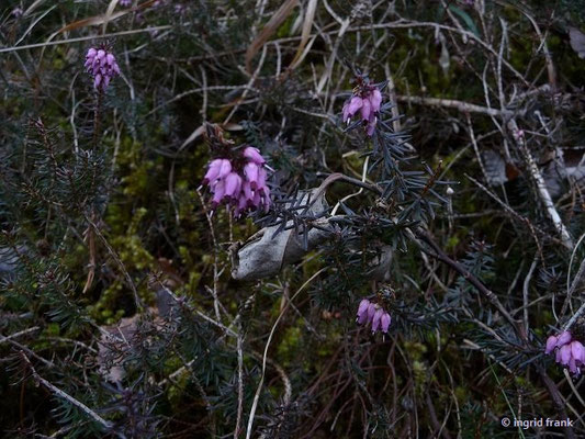  Erica carnea / Schnee-Heide
