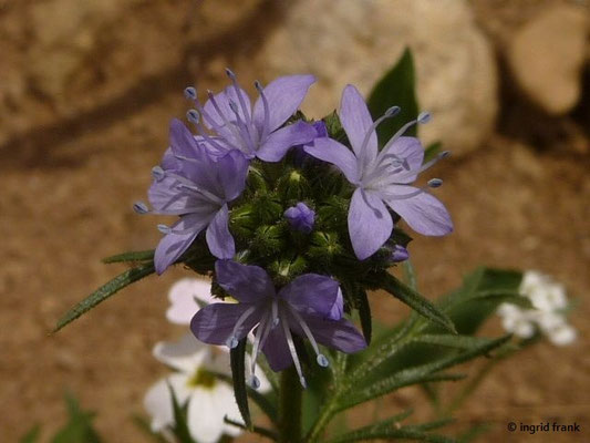 Gilia capitata / Nadelkissen-Gilie