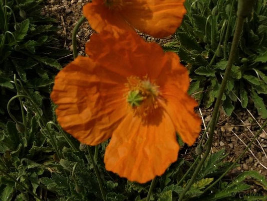 Papaver atlanticum - Atlas-Mohn    VI-VIII