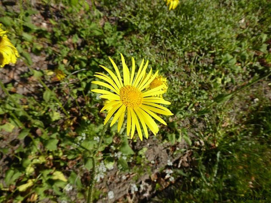 Doronicum spec. (40 Arten)(06.05.2018; Botanischer Garten der Universität Potsdam)
